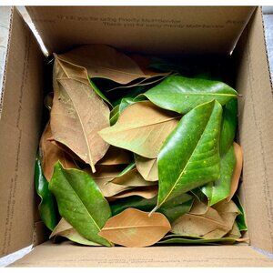 Large USPS Box (3.4 gal) of MAGNOLIA LEAF LITTER for terrariums & vivariums